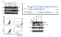 Figure 5:  MDA-9/Syntenin regulation of SPRR1B. 