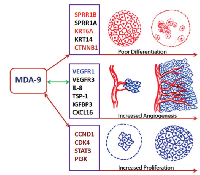 Figure 7:  MDA-9/Syntenin regulation of HNSCC progression. 