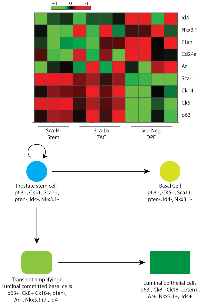 Figure 8:  Meta-analysis of selected genes in stem cell enriched population (Sca Hi) from 6-week-old normal  prostate. 