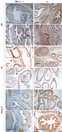 Figure 9:  The expression of Id4, Ar and Fkbp52 in adult Nkx3.1 -/- (knockout) and wild type mice. 