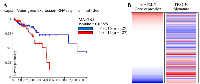 Figure 1: MEK5 (MAP2K5) gene expression associated with worse overall survival. 