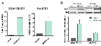 Figure 2:  Confirmation of MEK5-ca cells. 