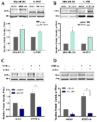 Figure 4:  MEK5 regulation of FRA-1 expression. 