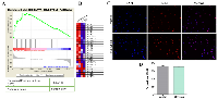 Figure 5:  MEK5-ca upregulates cell cycle pathways but does not affect cell proliferation. 