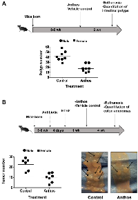 Figure 2: Anti-polyp and anti-tumor activities of Anthos against intestinal polyps and colon tumors.