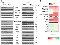 Figure 5: Changes in the expression of Src, EGFR and inflammatory pathways following treatment with Anthos <i>in vivo</i>.