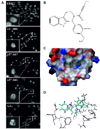 Figure 1: Identification of a novel LMW compound named VTT-006 from virtual and cell-based screens.