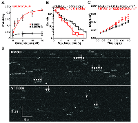 Figure 2: VTT-006 interacts with recombinant Ndc80 complex and reduces the residence time of Ndc80 complex on microtubules <i>in vitro</i>.