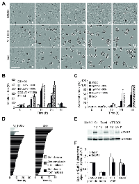 Figure 3: VTT-006 causes mitotic accumulation and apoptosis.