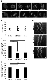 Figure 4: VTT-006 treatment results in chromosome congression defects and dampened kinetochore oscillations at the metaphase plate.