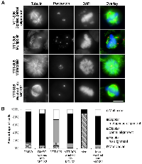 Figure 5: VTT-006 causes reversible chromosome misalignment.