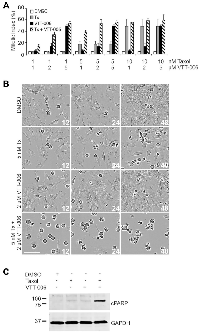 Figure 6: VTT-006 sensitizes HeLa cells to Taxol treatment.