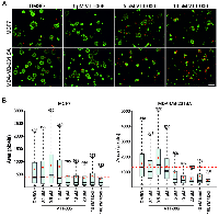 Figure 7: VTT-006 inhibits the growth of breast cancer cell lines in 3D organotypic cell cultures.