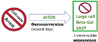 Figure 1: Geroconversion from cell cycle arrest to senescence. 