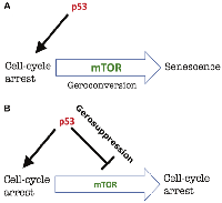 Figure 2:  The choice between cell-cycle arrest and senescence. 