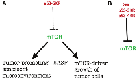 Figure 3:  Rapamycin-like gerosuppression by p53. 