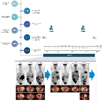 Figure 1: Clinical history of the patient and PET/CT images of patient while on Ripretinib therapy. 