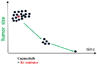 Figure 5: Treatment with the combination may cure cancer.