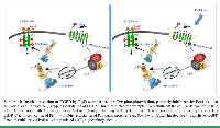 Scheme 1: Inside activation of EGFR by PAR as indicated by Tyr-phosphorylation, potently inhibited by P<i>c</i>(4-4).