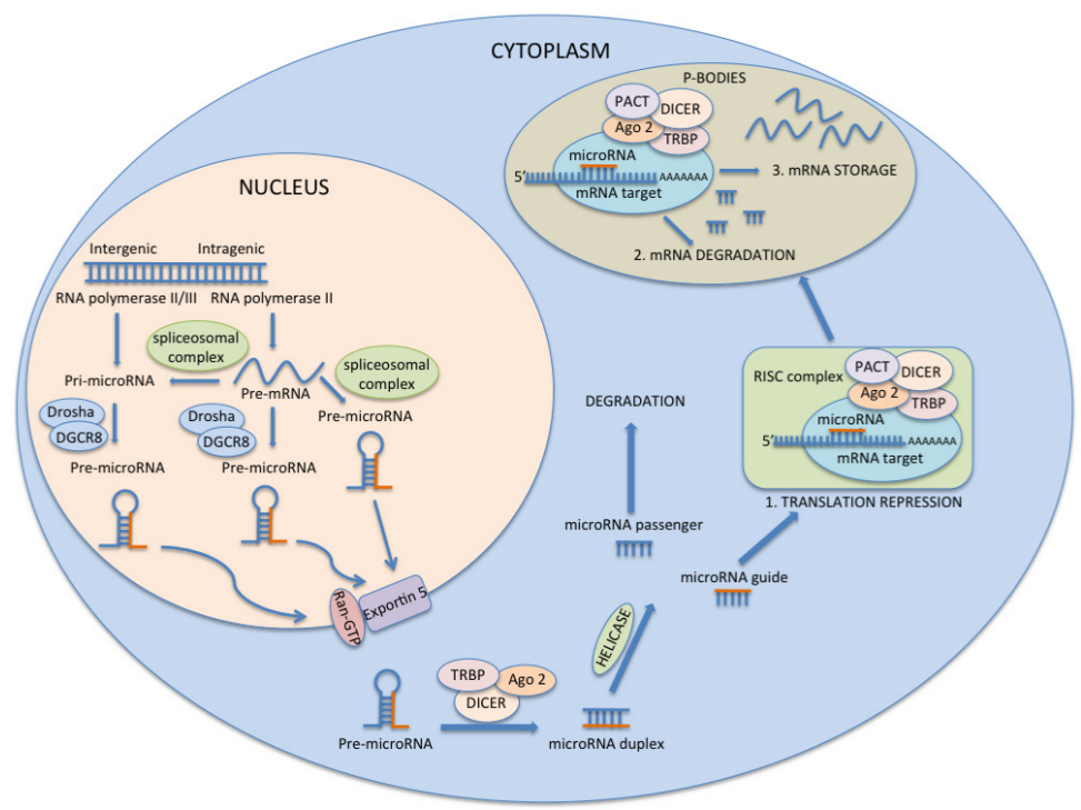 Oncoscience | Non-coding RNAs in lung cancer