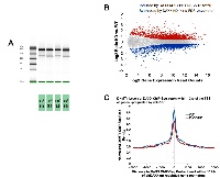 Figure 4:  Genes whose expression is increased by DAXX  knock down in PC3 cells show low levels of DNMT1 association. 