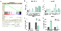 Figure 3:  Constitutive activation of MEK5 downregulates CDH1 expression and enhances TNBC cell migration. 