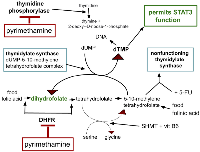 Figure 1: Simplified overview of pyrimethamine effects on the folate cycle and STAT3.